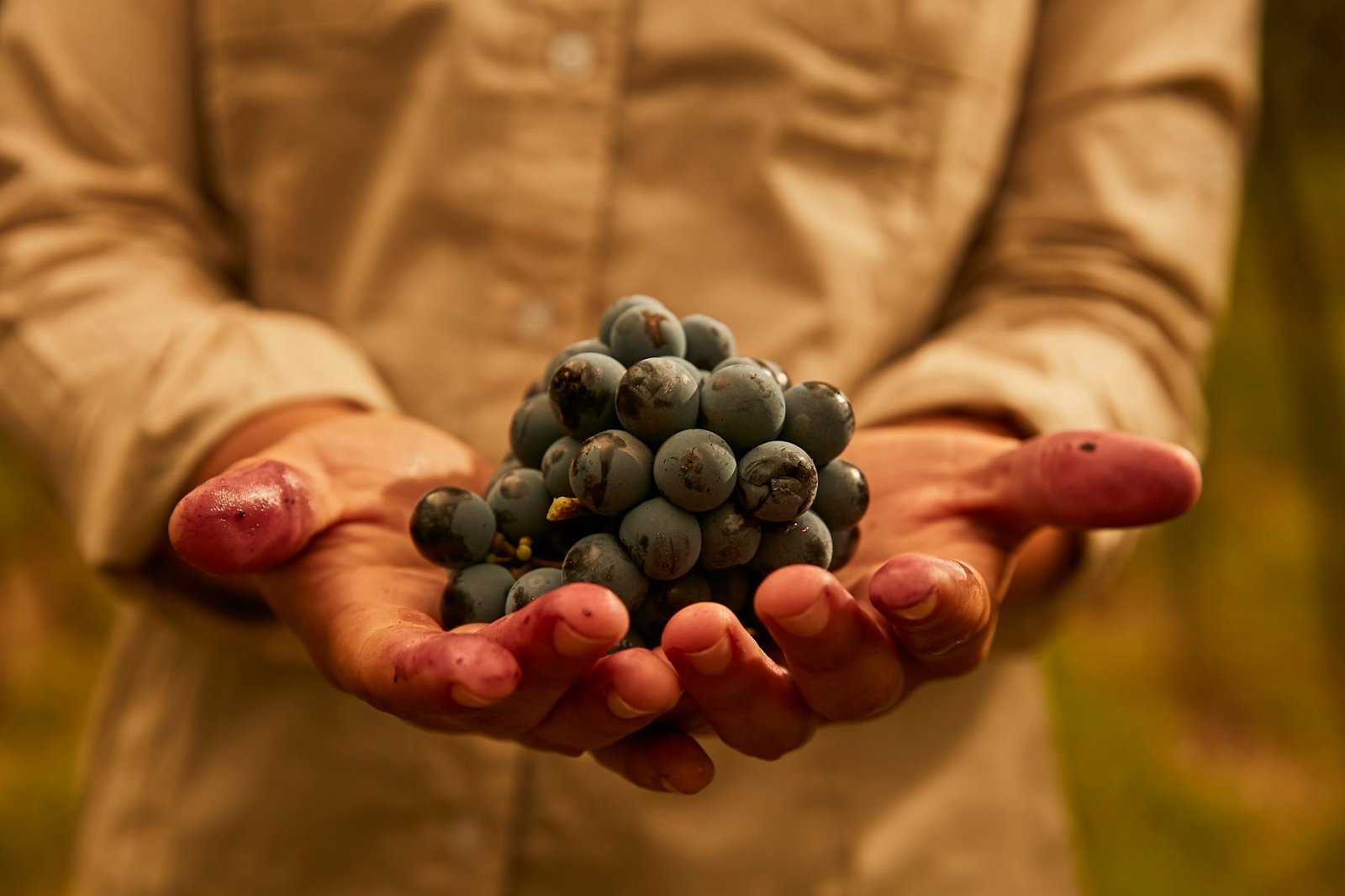 Disfrutá el nuevo blend de la bodega Altos Las Hormigas