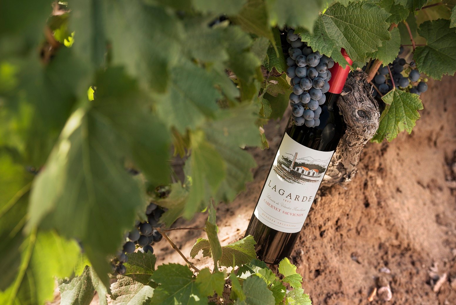 Una propuesta de Lagarde para los amantes del vino